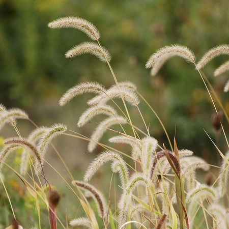 Sztuczna trawa roślina w doniczce do salonu Dogtail 53 cm VI TR-DOG-053-VI 